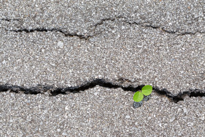 sprout coming out of a crack in the pavement